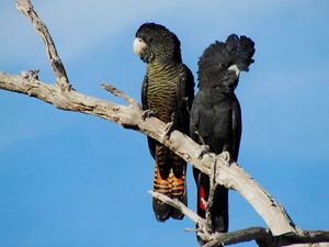 Cockatoos Of Australia